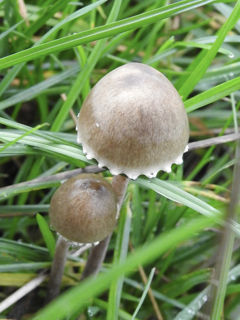 Panaeolus papilionaceus · November 2025 · photo: © cryptomarasmius (iNaturalist, cc-by)