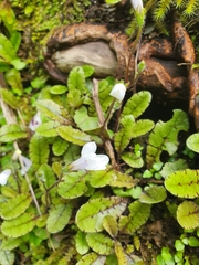 Mazus radicans