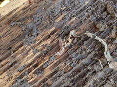 Pseudopolydesmus pinetorum