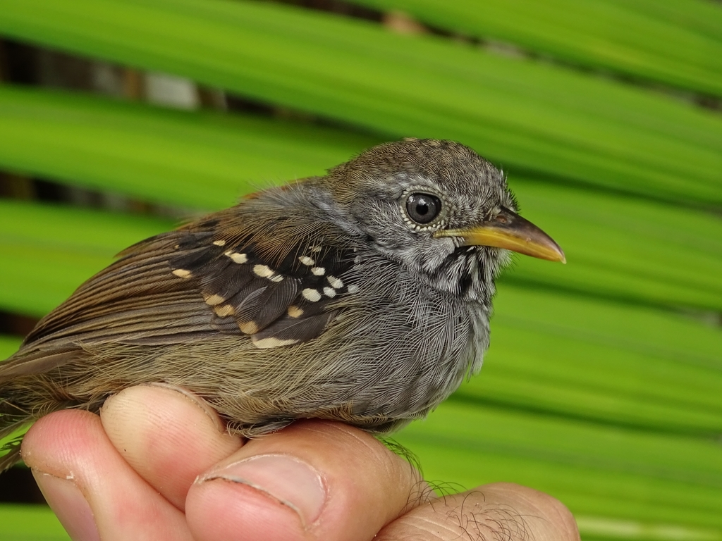 Rufous-backed Stipplethroat
