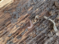 Pseudopolydesmus pinetorum