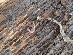 Pseudopolydesmus pinetorum