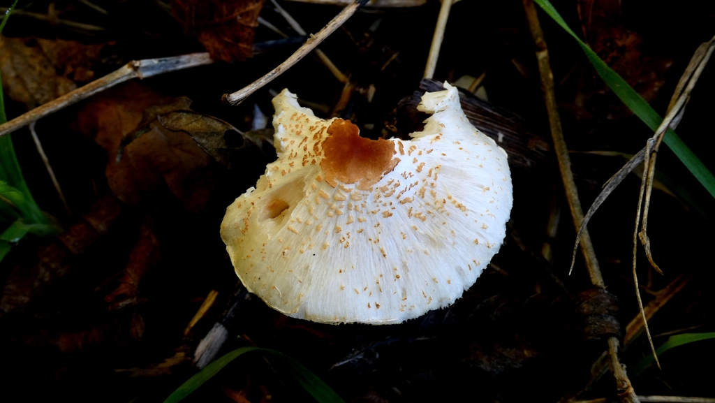 Lepiota cristata · November 2025 · photo: © patricklm35 (iNaturalist, cc0)