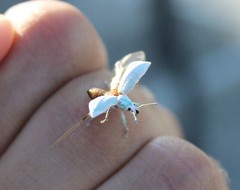 Compsus viridivittatus