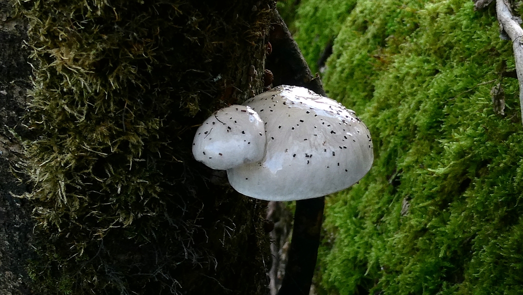 Oudemansiella mucida · November 2025 · photo: © patricklm35 (iNaturalist, cc0)