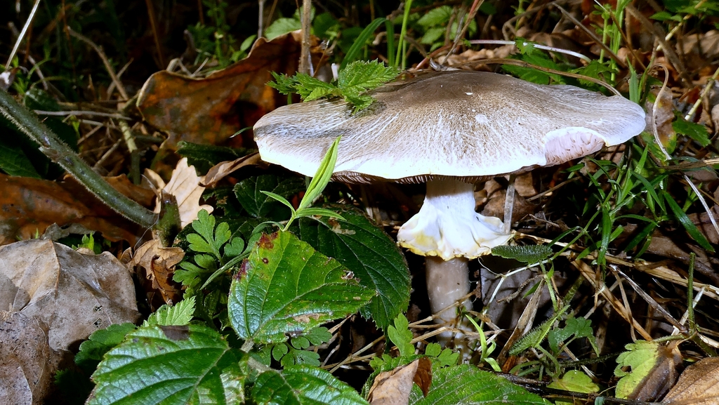 Agaricus moelleri · November 2025 · photo: © patricklm35 (iNaturalist, cc0)