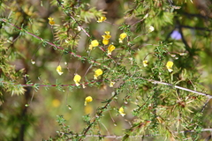 Aspalathus retroflexa