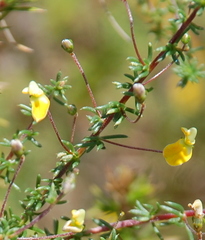 Aspalathus retroflexa