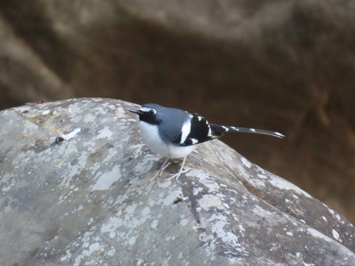 Slaty-backed Forktail (Enicurus schistaceus), photo 6