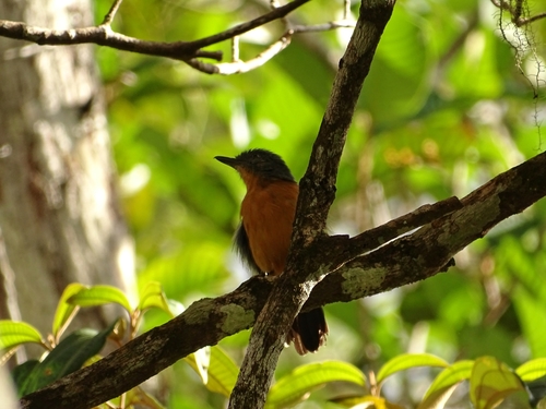 Acre Antshrike