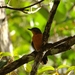 Acre Antshrike - Photo (c) Tomaz Nascimento de Melo, some rights reserved (CC BY-NC-ND), uploaded by Tomaz Nascimento de Melo