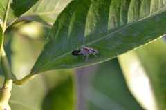 Megafreya sutrix