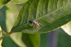Megafreya sutrix