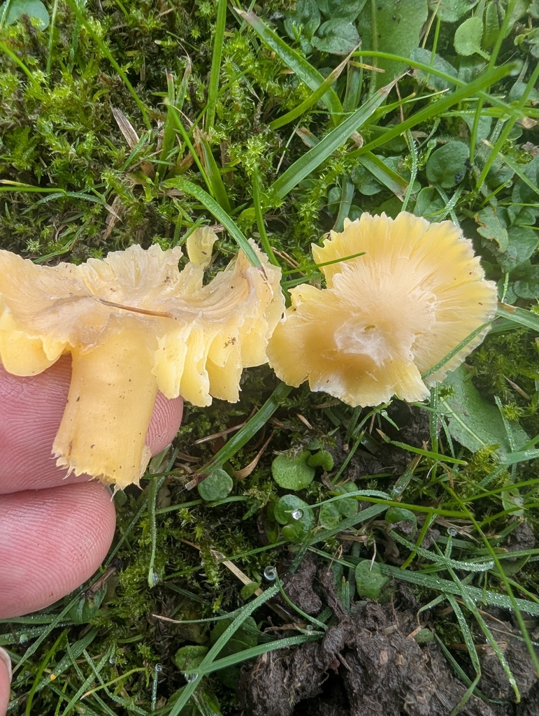 Hygrocybe quieta · November 2025 · photo: © ohwhen (iNaturalist, cc-by)