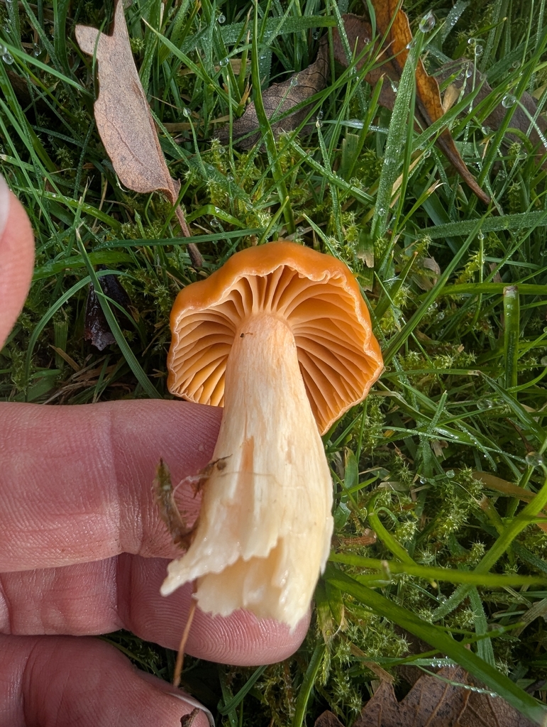Cuphophyllus pratensis · November 2025 · photo: © ohwhen (iNaturalist, cc-by)