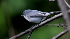 Polioptila caerulea