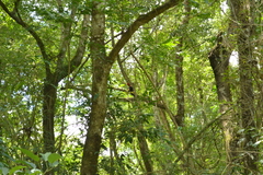 Campephilus robustus