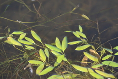 Potamogeton octandrus