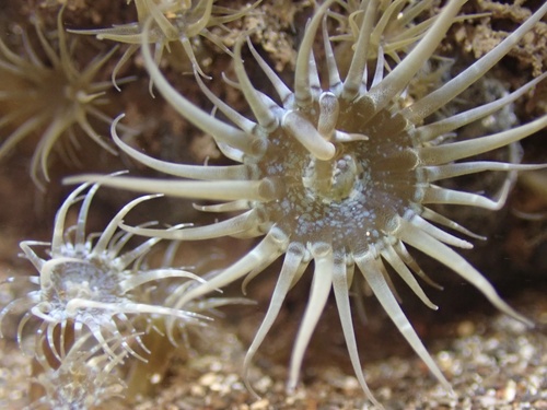 Exaiptasia diaphana (Rapp, 1829)