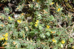 Aspalathus juniperina juniperina