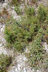 Aspalathus juniperina juniperina