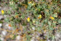 Aspalathus juniperina juniperina