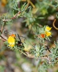Aspalathus juniperina juniperina