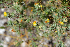 Aspalathus juniperina juniperina