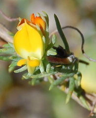 Aspalathus juniperina juniperina