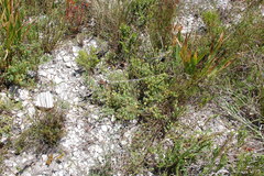 Aspalathus juniperina juniperina