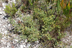 Aspalathus juniperina juniperina