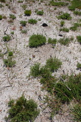 Aspalathus ericifolia