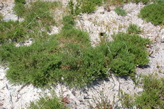 Aspalathus ericifolia