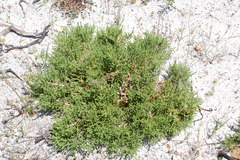 Aspalathus ericifolia