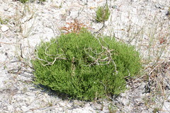 Aspalathus ericifolia