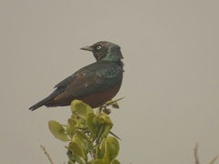 Lamprotornis pulcher