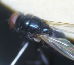 Hydrotaea ignava
