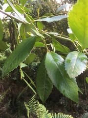 Laureliopsis philippiana