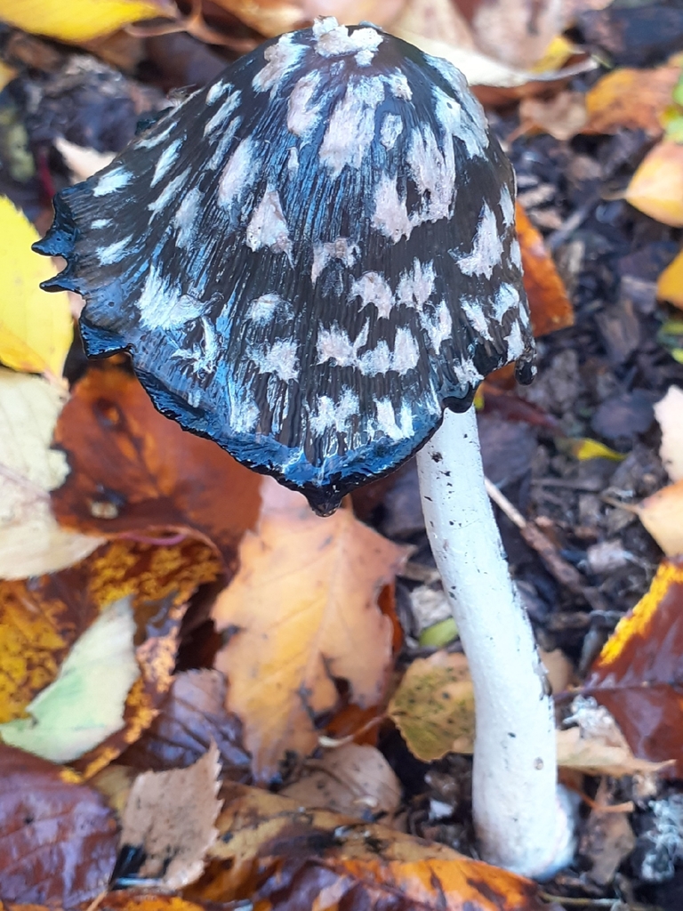 Coprinopsis picacea · November 2025 · photo: © bogsuckers (iNaturalist, cc-by)