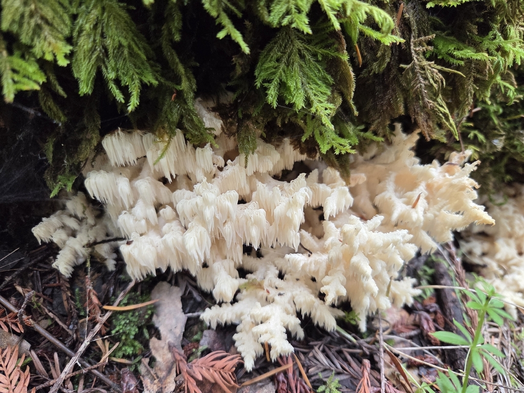 Hericium coralloides · November 2025 · photo: © curleycurlew (iNaturalist, cc-by)