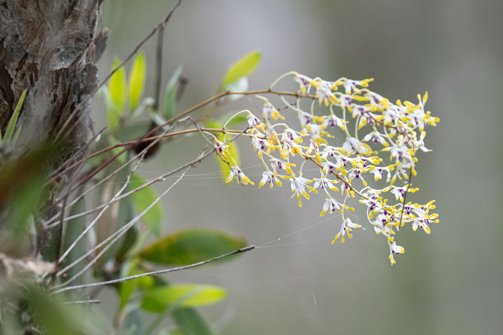 Dendrobium canaliculatum