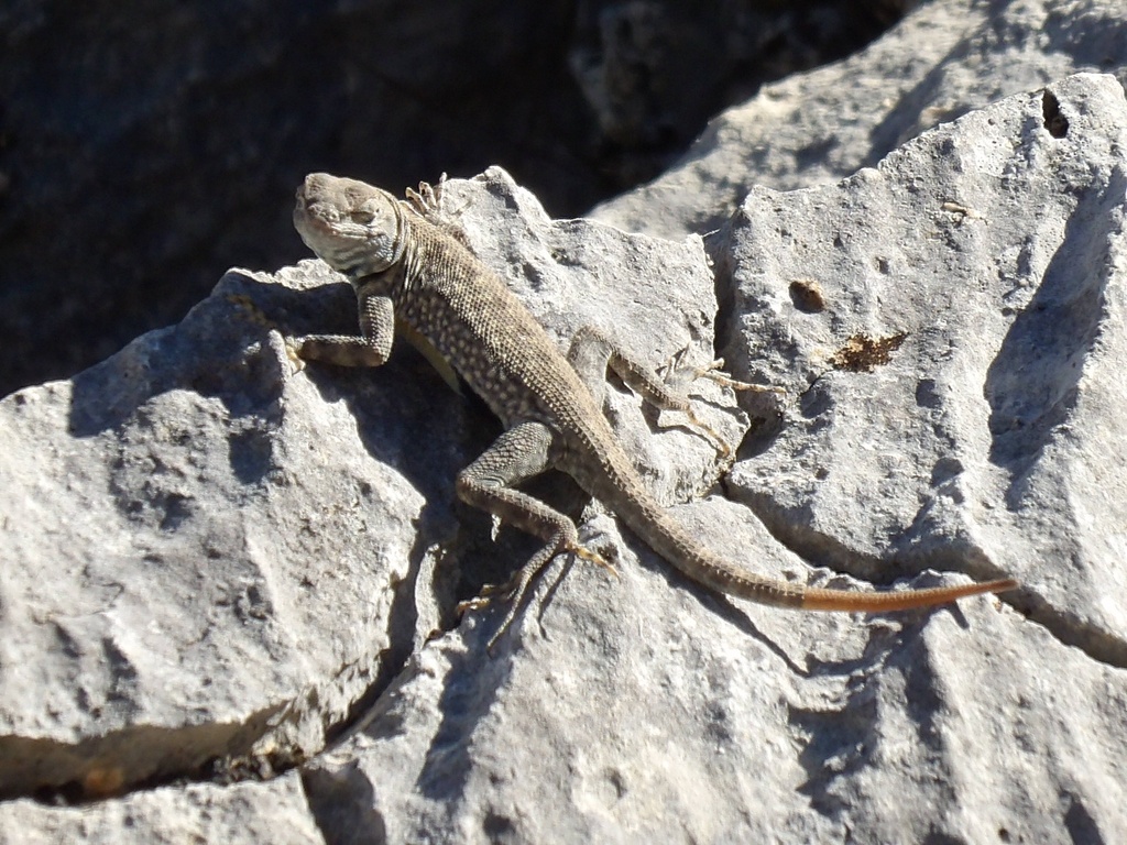 Canyon Lizard