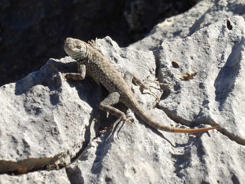 Canyon Lizard, Sceloporus merriami