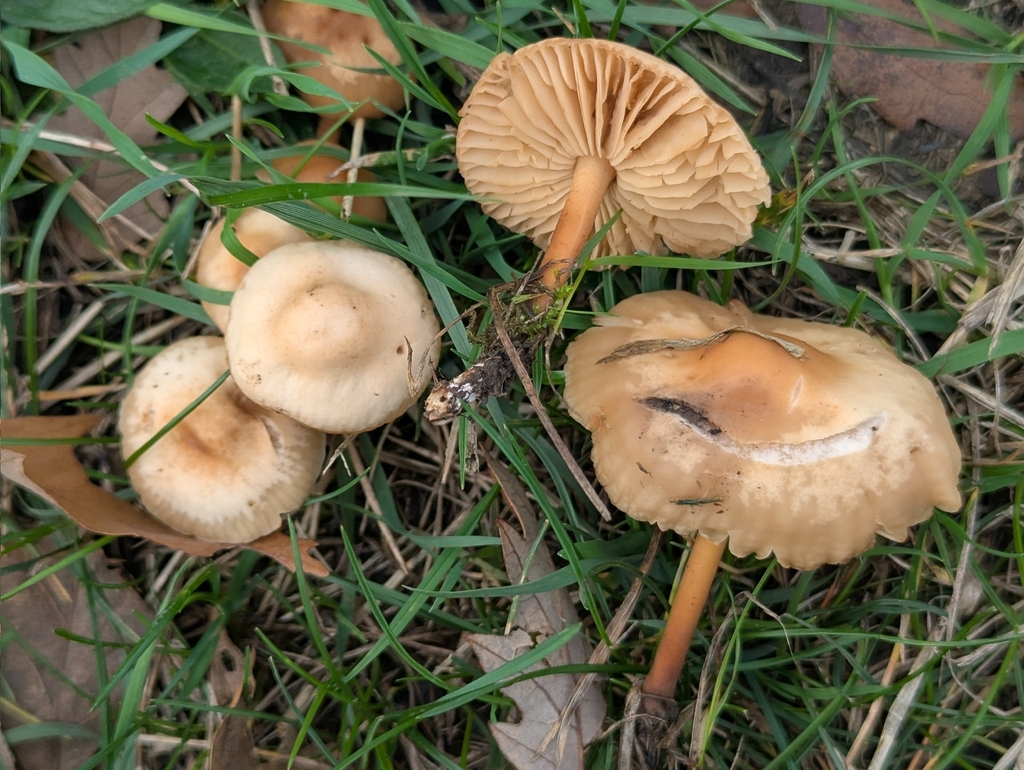 Marasmius oreades · November 2025 · photo: © pilmar (iNaturalist, cc0)