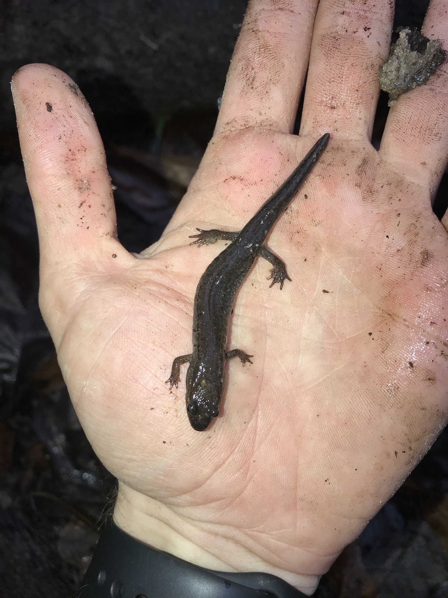 spotted dusky salamander