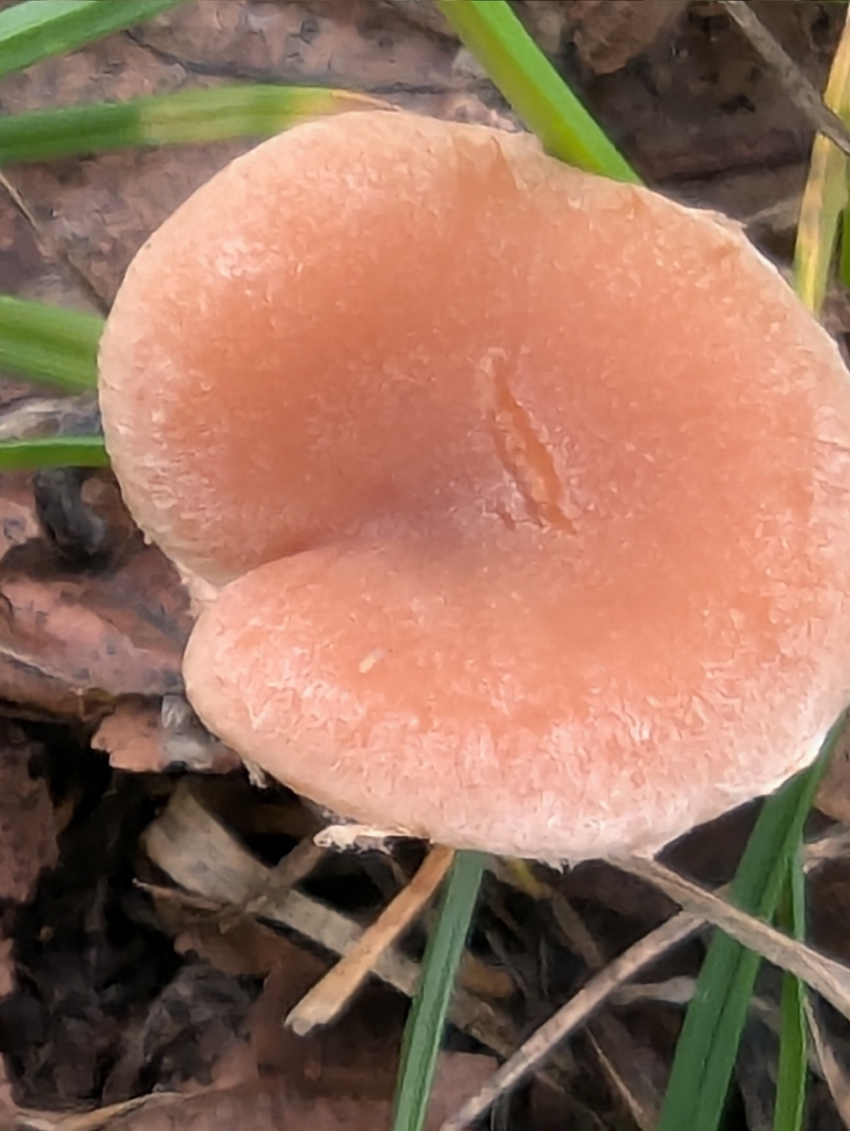 Tubaria furfuracea · November 2025 · photo: © pilmar (iNaturalist, cc0)