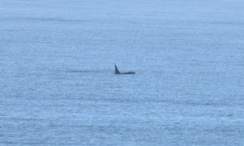 Orcinus orca