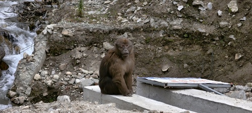 Arunachal Macaque