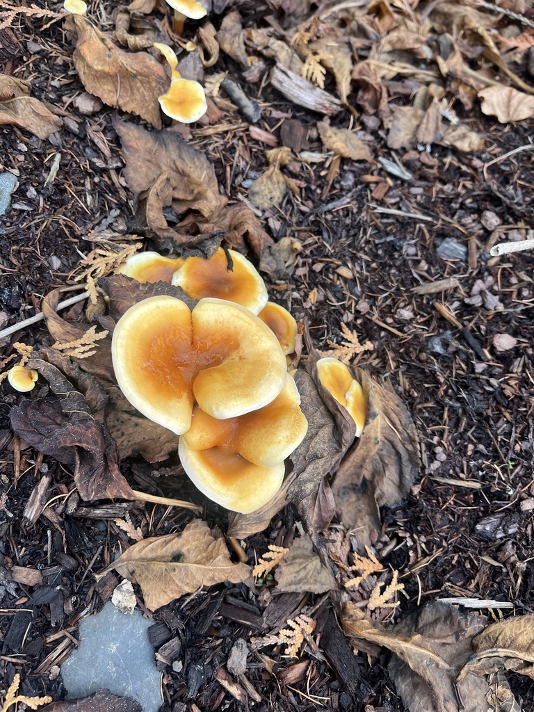 Hygrophoropsis aurantiaca · November 2025 · photo: © loganstecker (iNaturalist, cc0)
