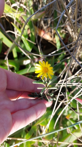 Sea Marigold (Calendula suffruticosa)